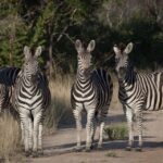 1 4 days kruger national park and panorama route 4 Days Kruger National Park and Panorama Route