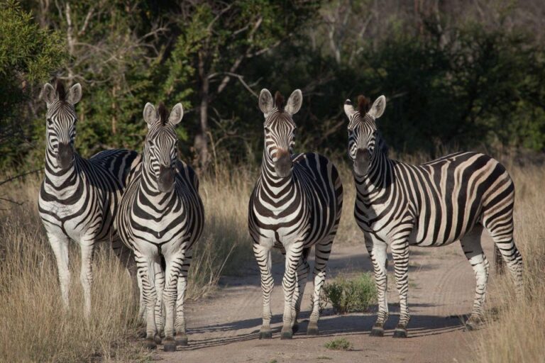 4 Days Kruger National Park and Panorama Route