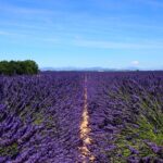 1 4 hour lavender fields tour in valensole from aix en provence 4-Hour Lavender Fields Tour in Valensole From Aix-En-Provence