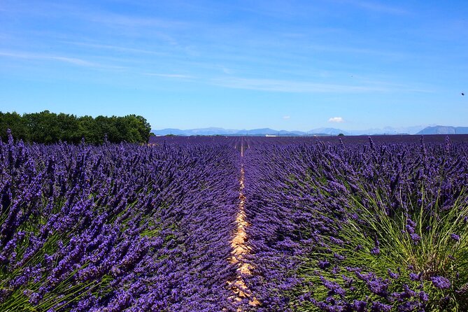 4-Hour Lavender Fields Tour in Valensole From Aix-En-Provence