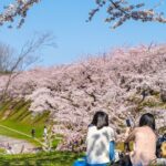1 4 hour private cherry blossom sakura experience in nagasaki 4 Hour Private Cherry Blossom "Sakura" Experience in Nagasaki