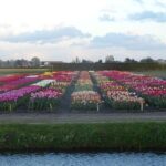 1 4 hours private tour to the famous colourfull flower fields from amsterdam 4 Hours Private Tour to the Famous Colourfull Flower Fields From Amsterdam