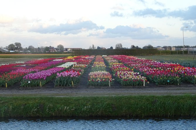 4 Hours Private Tour to the Famous Colourfull Flower Fields From Amsterdam