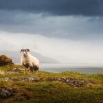 1 5 day iona mull and the isle of skye small group tour from edinburgh 5-Day Iona, Mull and the Isle of Skye Small-Group Tour From Edinburgh