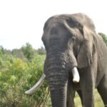 1 5 days kruger park and panorama route tour from johannesburg 5 Days-Kruger Park and Panorama Route Tour From Johannesburg