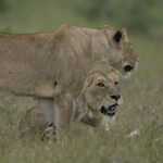 1 6 days cape town kruger national park safari 6 Days Cape Town & Kruger National Park Safari