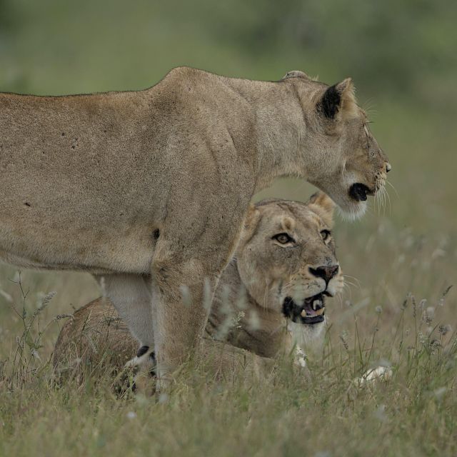 1 6 days cape town kruger national park safari 6 Days Cape Town & Kruger National Park Safari