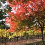 1 6 hour napa or sonoma valley wine tour by private suv 6 Hour Napa or Sonoma Valley Wine Tour by Private SUV