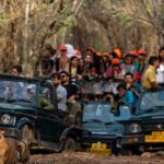 1 8 days golden triangle tour with ranthambore tiger safari 8 - Days Golden Triangle Tour With Ranthambore Tiger Safari