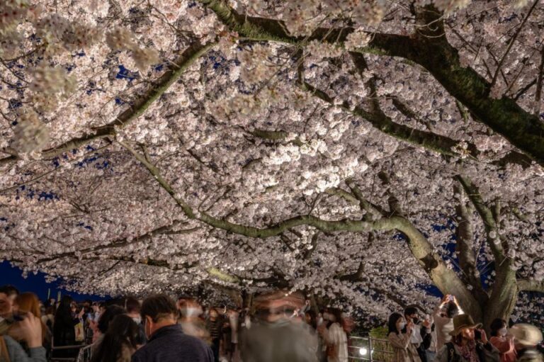 A Day Charter Bus Tour to Cherry Blossoms in Northern Kyushu