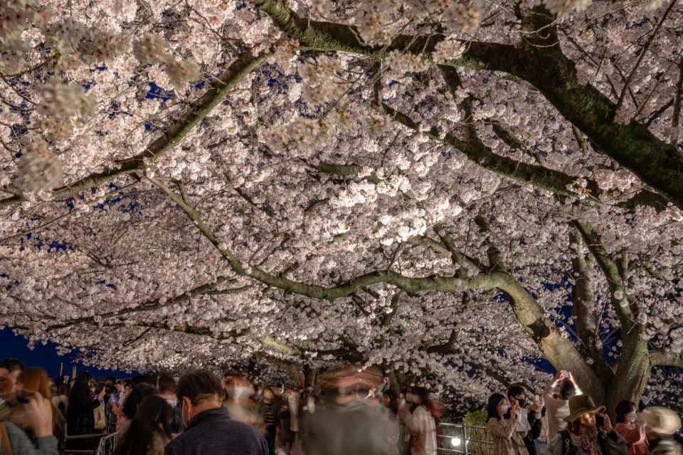 A Day Charter Bus Tour to Cherry Blossoms in Northern Kyushu