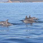 1 a half day dolphin spotting cruise in a rubber dinghy sardinia A Half-Day Dolphin-Spotting Cruise in a Rubber Dinghy - Sardinia