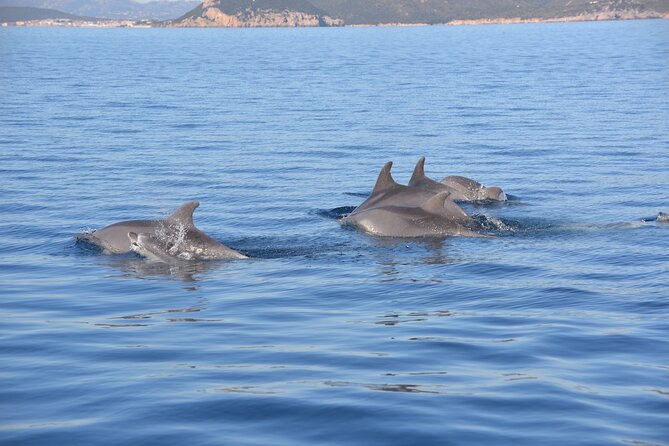 1 a half day dolphin spotting cruise in a rubber dinghy sardinia A Half-Day Dolphin-Spotting Cruise in a Rubber Dinghy - Sardinia
