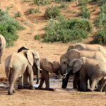 1 addo elephant national park all inclusive full day safari Addo Elephant National Park All Inclusive Full-Day Safari