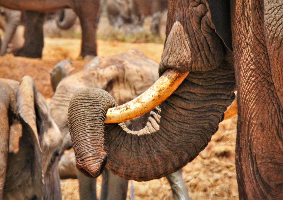 1 addo elephant national park full day safari tour with lunch Addo Elephant National Park: Full-Day Safari Tour With Lunch