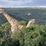 1 addo elephant park and giraffe walk private full day safari Addo Elephant Park and Giraffe Walk Private Full Day Safari