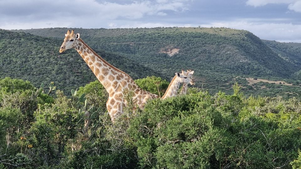 1 addo elephant park and giraffe walk private full day safari Addo Elephant Park and Giraffe Walk Private Full Day Safari