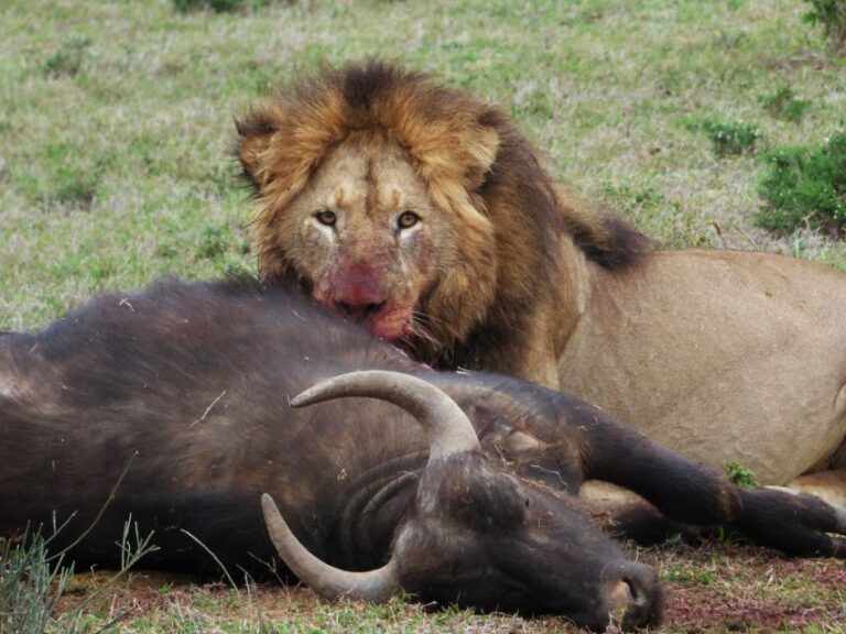 Addo National Park: Full-Day Safari Tour