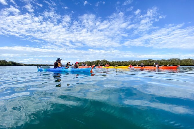 1 adelaide dolphin sanctuary and ships graveyard kayak tour Adelaide Dolphin Sanctuary and Ships Graveyard Kayak Tour