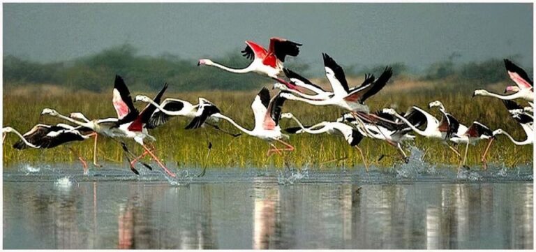 Agra to Jaipur One Way Transfer With Keoladeo Birds Park