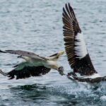 1 albany wildlife and scenic cruise Albany Wildlife and Scenic Cruise