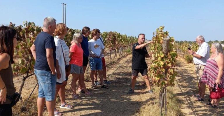 Albufeira: Winery Tour With Wine Tasting and Tapas