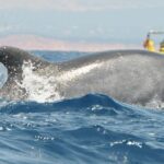 1 algarve coast dolphin watching cave tour Algarve Coast: Dolphin Watching & Cave Tour