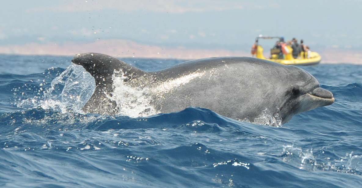 1 algarve coast dolphin watching cave tour Algarve Coast: Dolphin Watching & Cave Tour