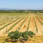 1 algarves classic wine tasting Algarve's Classic Wine Tasting