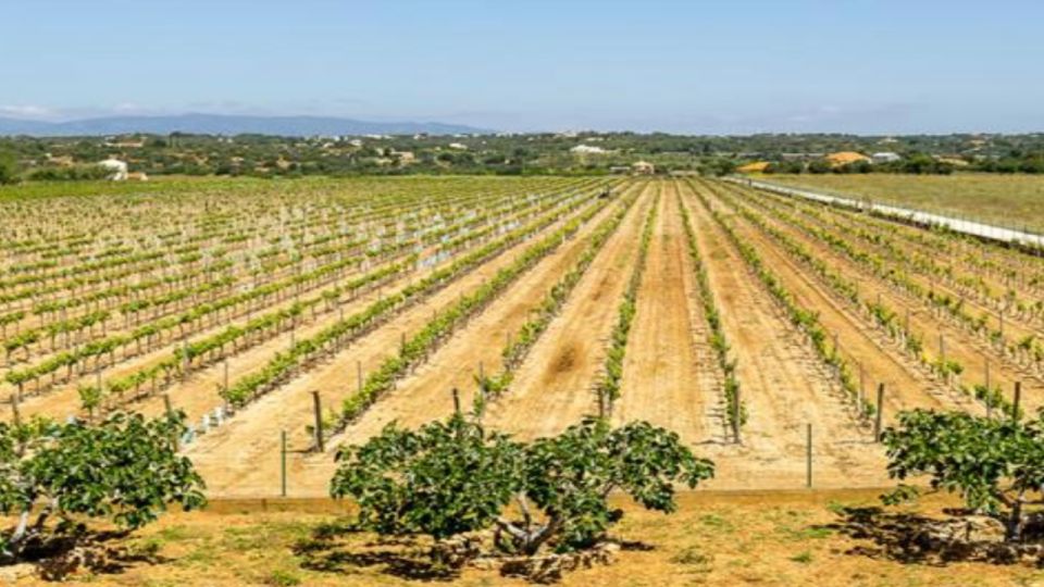 1 algarves classic wine tasting Algarve's Classic Wine Tasting