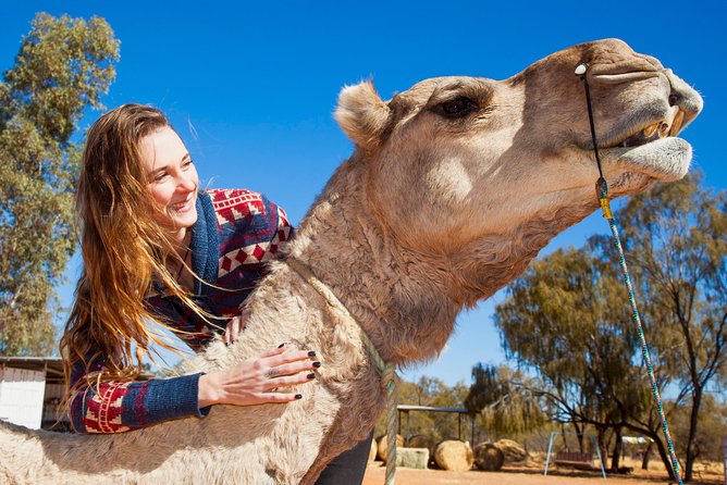 1 alice springs camel tour Alice Springs Camel Tour