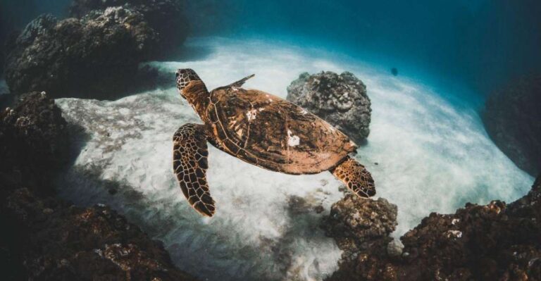 Alii Nui Afternoon Turtle Snorkel