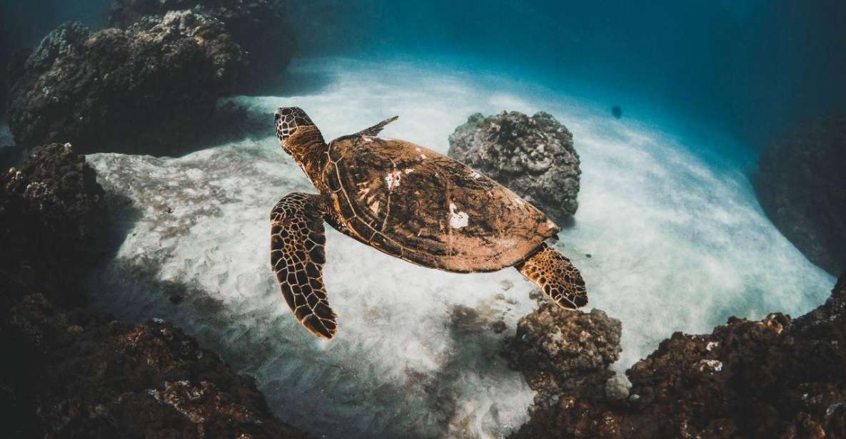 1 alii nui afternoon turtle snorkel Alii Nui Afternoon Turtle Snorkel