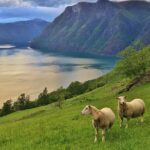 1 all electric emission free tour to the world heritage fjords 13 hours ALL Electric: Emission Free Tour to the World Heritage Fjords, 13 Hours
