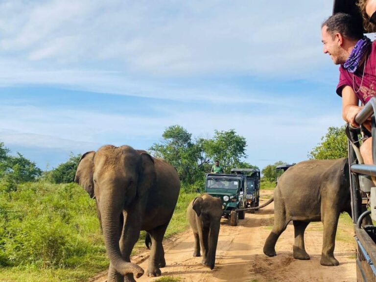 All Inclusive Minneriya or Eco National Park Half Day Safari