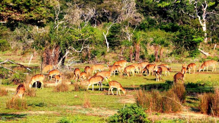 All-Inclusive Morning Game Drive at Bundala National Park