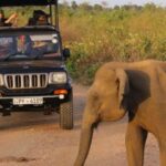 1 all inclusive udawalawe national park safari with lunch All Inclusive Udawalawe National Park Safari, With Lunch!