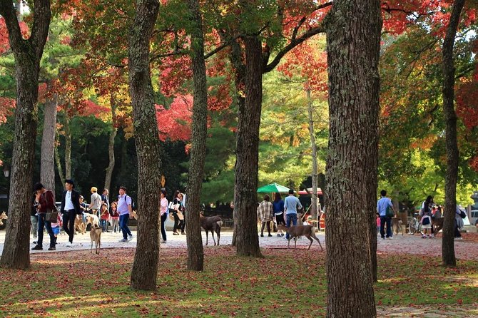 1 all must sees in 3 hours nara park classic tour from jr nara All Must-Sees in 3 Hours - Nara Park Classic Tour! From JR Nara!
