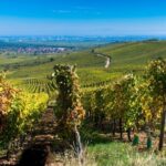 1 alsace full day wine tour from colmar Alsace Full Day Wine Tour From Colmar