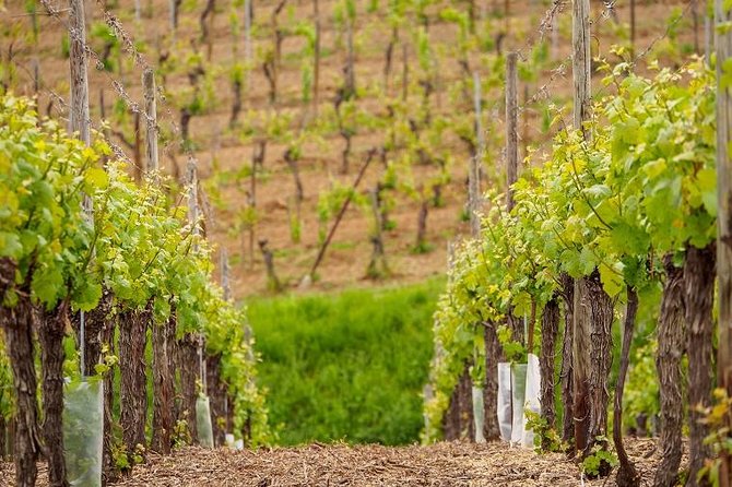 Alsace Wine Route Small Group Half-Day Tour With Tasting From Strasbourg