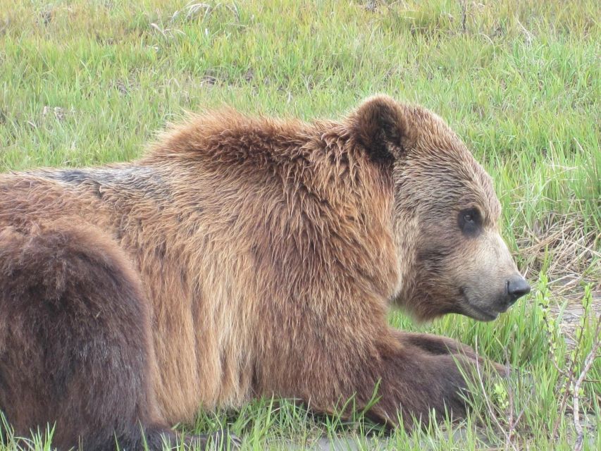 Anchorage: Glacier and Wildlife Explorer Cruise