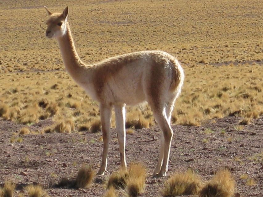 1 andean saltflats full day with breakfast and lunch Andean Saltflats Full-Day With Breakfast and Lunch