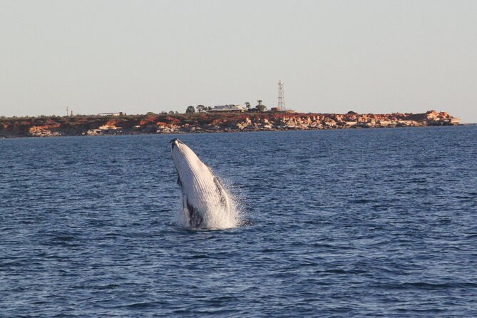 AOC Whale Watching From Broome