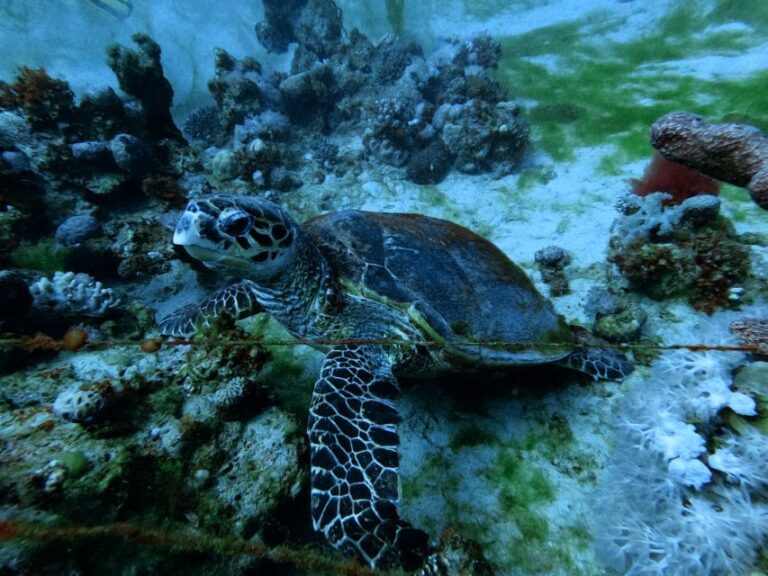 Aqaba: Private Introductory Red Sea Dive From the Shore