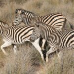 1 aquila reserve private day tour with shared game drive Aquila Reserve: Private Day Tour With Shared Game Drive
