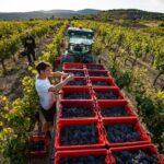 1 ardeche wine estate visit mar Ardèche Wine Estate Visit (Mar )