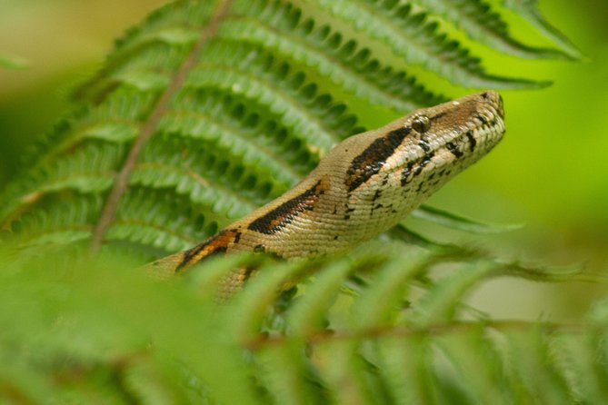 Arenal Butterfly Garden – Rainforest Guided Tour Ecocentro Danaus