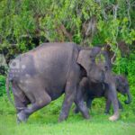 1 arugambay to yala wild safari drop off flexibility Arugambay to Yala: Wild Safari Drop-off Flexibility