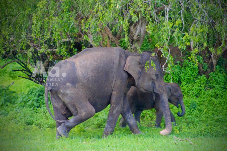 1 arugambay to yala wild safari drop off Arugambay to Yala: Wild Safari Drop-off Flexibility