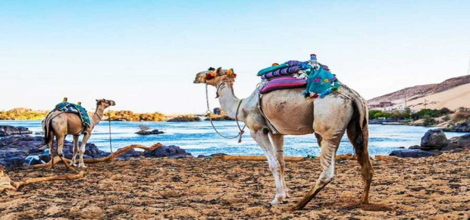 1 aswan day trip to nubian village with camel tour Aswan: Day Trip to Nubian Village With Camel Tour